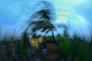 strong wind and coconut palm
