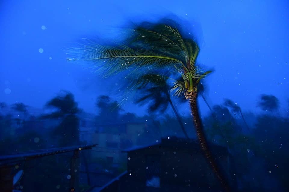 coconut palm in strong wind