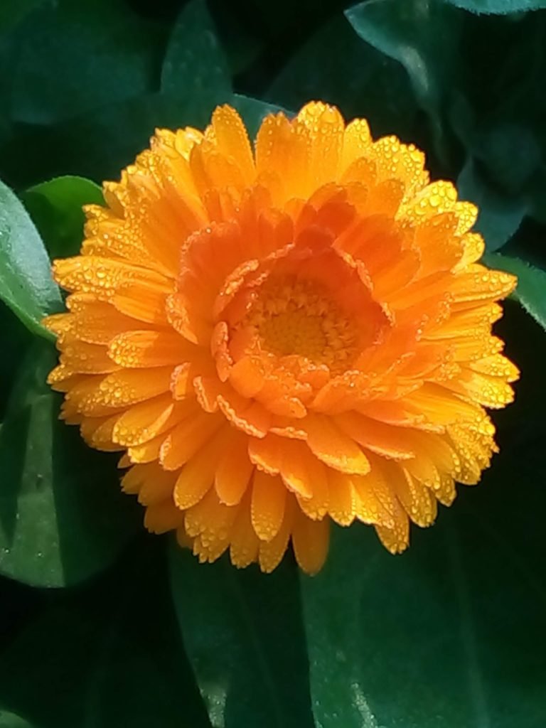 dewdrops on orange flower