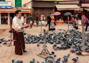 Tibetan lady feeds pigeons Boudhanath Stupa