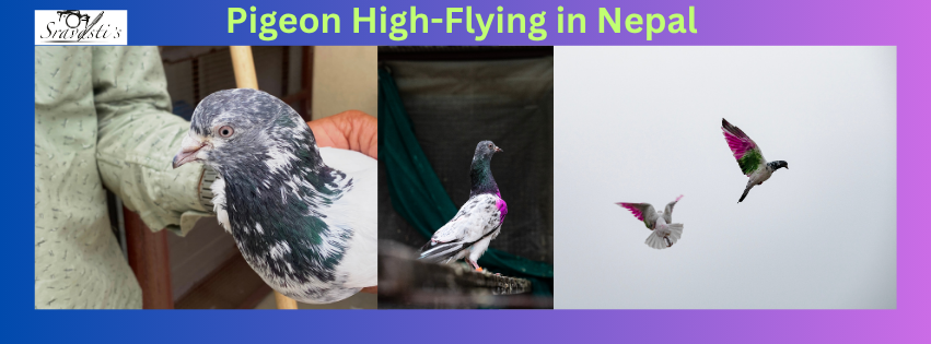 High-flying Pigeon in hand; pigeon in loft; 2 pigeons flying